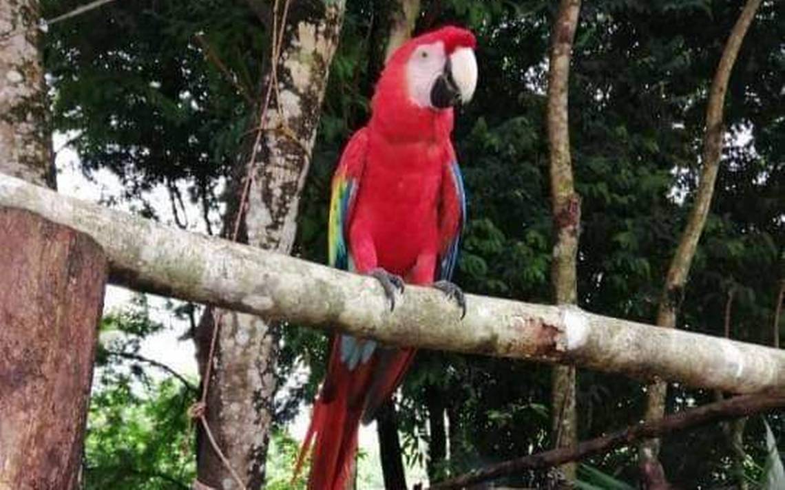 Conoce La Conservación De La Selva Lacandona En Chiapas Diario Del Sur Noticias Locales 